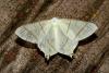 Ourapteryx sambucaria